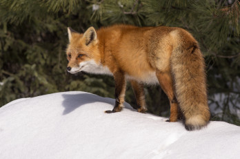 Картинка животные лисы хитрюга рыжая