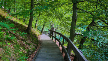 Картинка природа дороги лес мостик тропинка