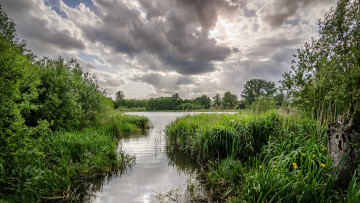 Картинка природа реки озера лес река заводь осока лето