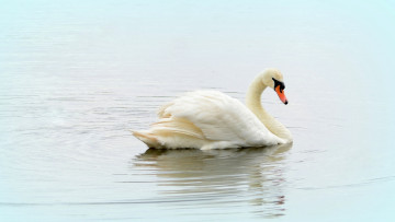 Картинка животные лебеди лебедь белый грация вода