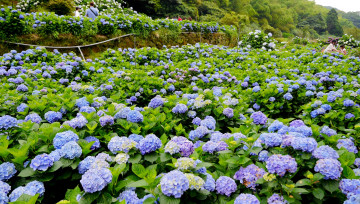 Картинка цветы гортензия природа пейзаж nature landscape flowers hydrangea