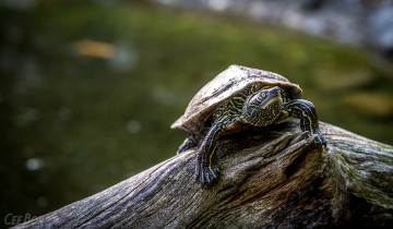 Картинка животные Черепахи панцирь бревно