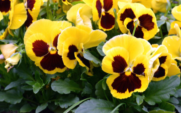 Картинка цветы анютины+глазки+ садовые+фиалки виола