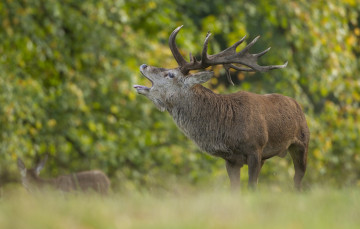 Картинка животные олени рога красавец осень профиль зов