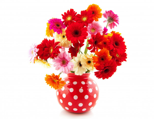 Обои картинки фото цветы, герберы, много, ваза