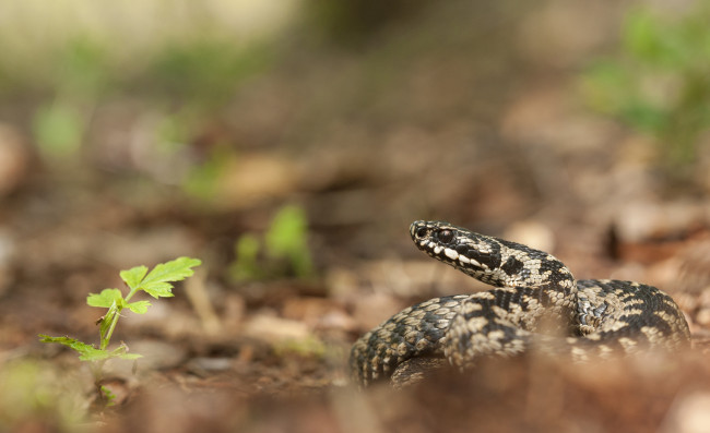 Обои картинки фото животные, змеи,  питоны,  кобры, змея, трава, макро