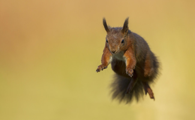 Обои картинки фото животные, белки, прыжок, зверек, грызун, белка, полет, мордочка