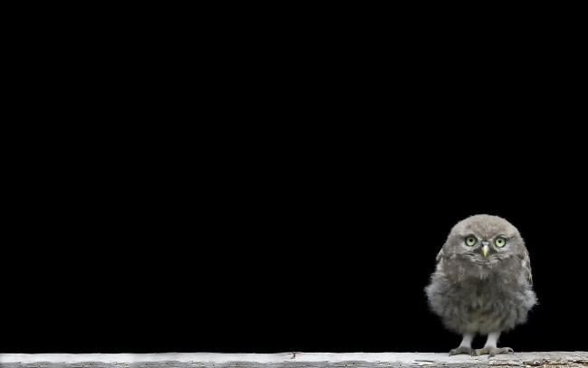 Обои картинки фото животные, совы, совёнок, птенец, фон