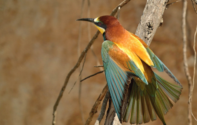 Обои картинки фото животные, щурки , пчелоеды, пчелоед