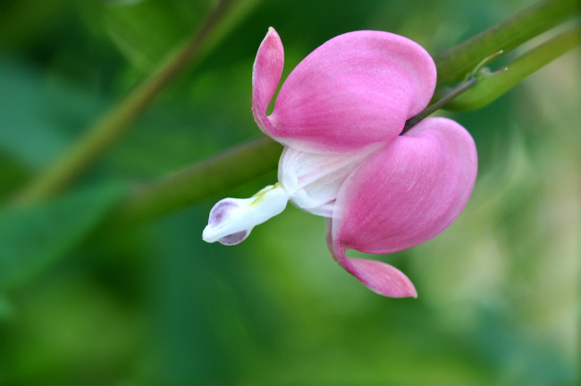 Обои картинки фото цветы, дицентра , разбитое сердце, макро