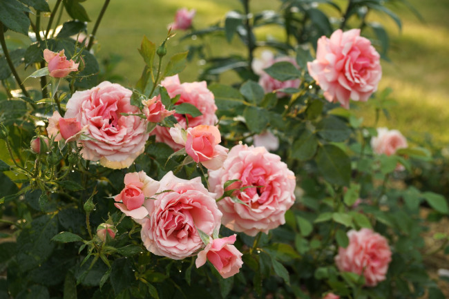 Обои картинки фото цветы, розы, куст