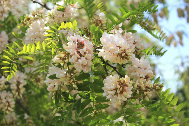 Обои картинки фото цветы, акация, ветки