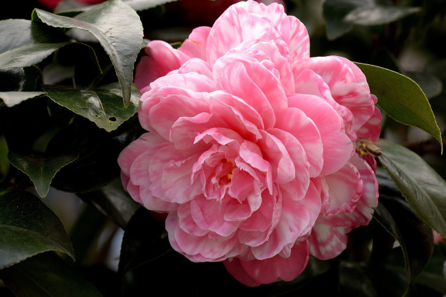 Обои картинки фото цветы, камелии, макро