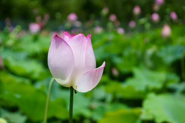 Обои картинки фото цветы, лотосы, листья