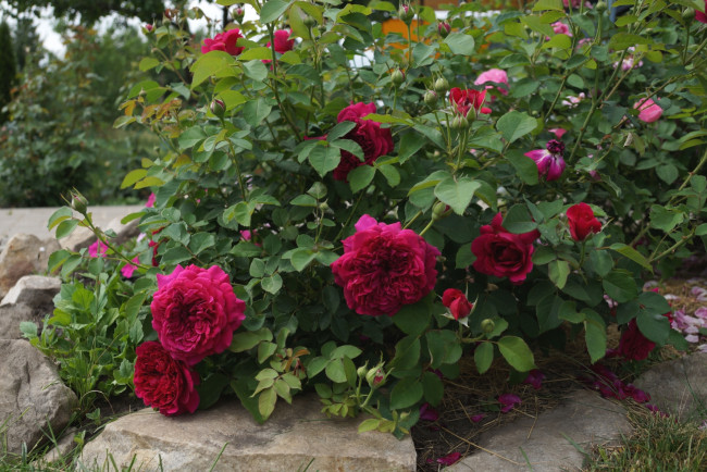 Обои картинки фото цветы, розы, куст