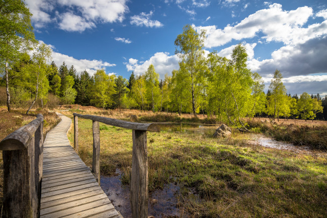 Обои картинки фото природа, дороги, лес, тропинка, мостик, болотце
