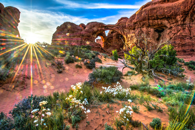 Обои картинки фото природа, восходы, закаты, скалы, цветы, солнце