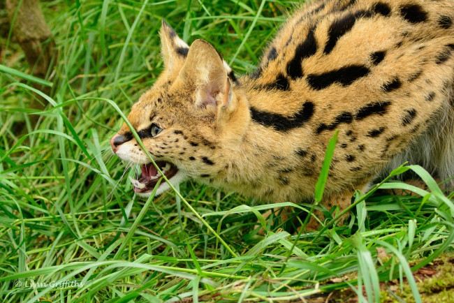 Обои картинки фото животные, сервалы, кошка, трава, морда, оскал, пасть, клыки, ярость, злость, угроза