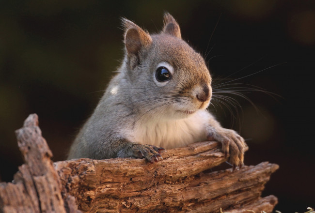 Обои картинки фото животные, белки, бельчонок