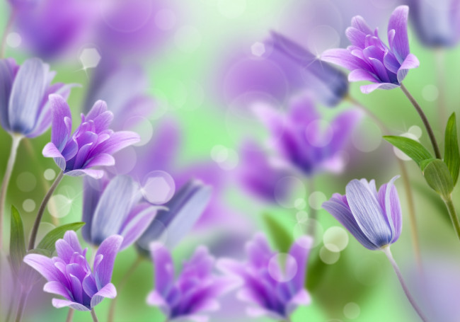 Обои картинки фото цветы, колокольчики, flowers, bells