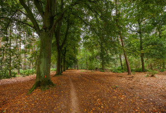 Картинка природа дороги тракт