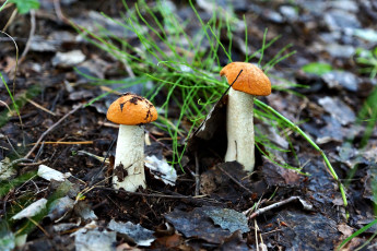 Картинка природа грибы подосиновики