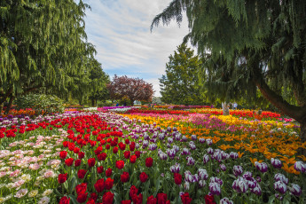 Картинка природа парк аллея