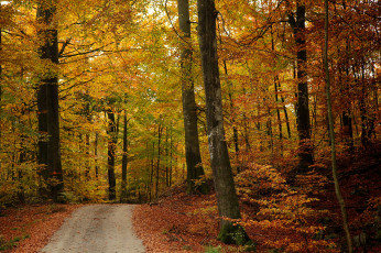 Картинка природа дороги тракт