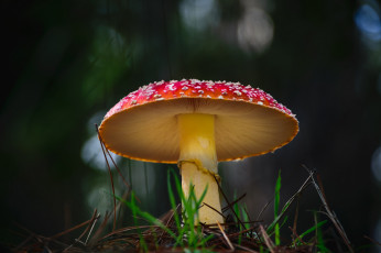 Картинка природа грибы +мухомор грибок