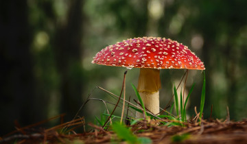 Картинка природа грибы +мухомор грибок