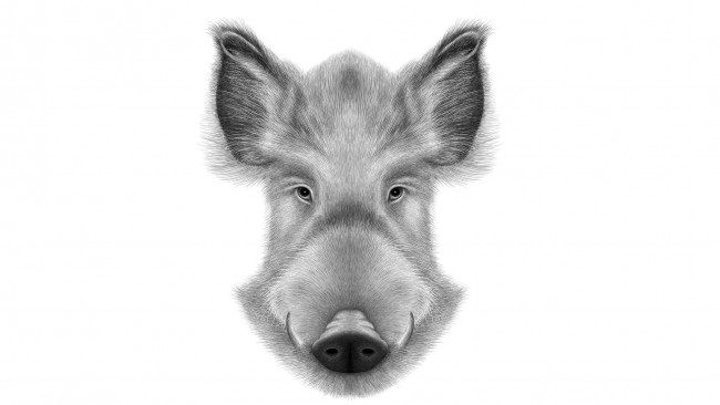 Обои картинки фото рисованное, минимализм, кабан