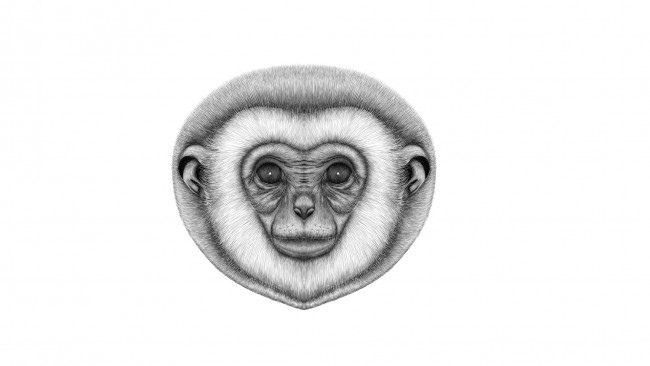 Обои картинки фото рисованное, минимализм, обезьяна