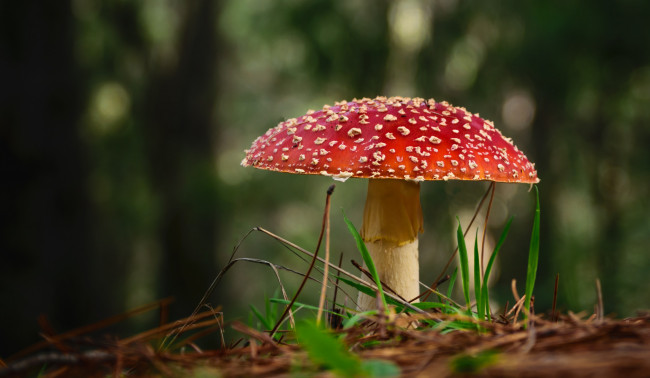 Обои картинки фото природа, грибы,  мухомор, грибок