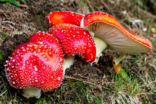 Обои картинки фото природа, грибы,  мухомор, грибочки