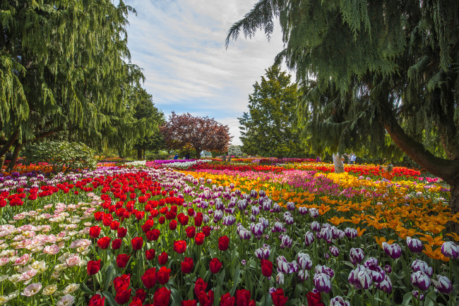 Обои картинки фото природа, парк, аллея