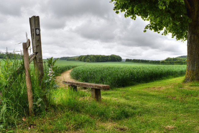 Обои картинки фото природа, пейзажи, дерево, забор, скамья, лето