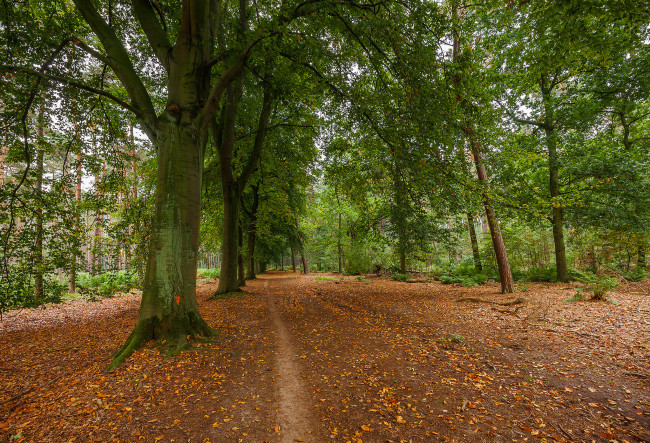 Обои картинки фото природа, дороги, тракт