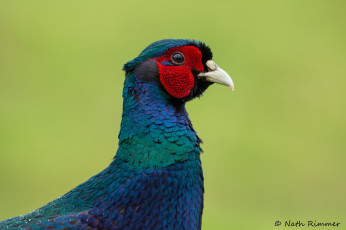 Картинка животные птицы птица