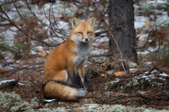 Картинка животные лисы лиса природа осень