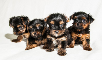 Картинка животные собаки песик