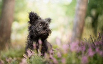 Картинка животные собаки песик