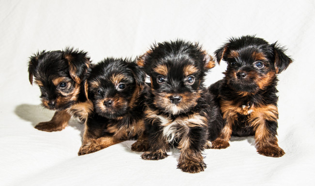 Обои картинки фото животные, собаки, песик