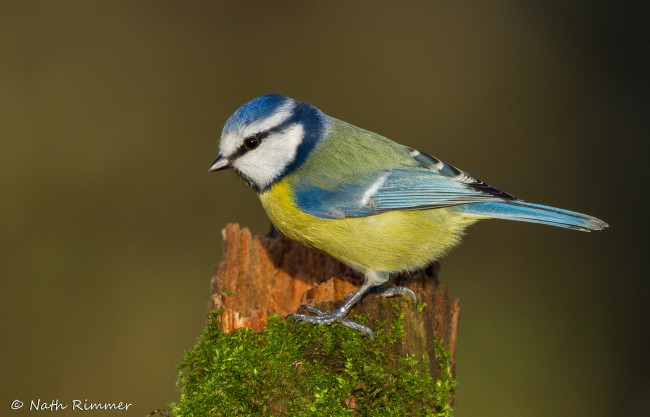 Обои картинки фото животные, синицы,  лазоревки, синица