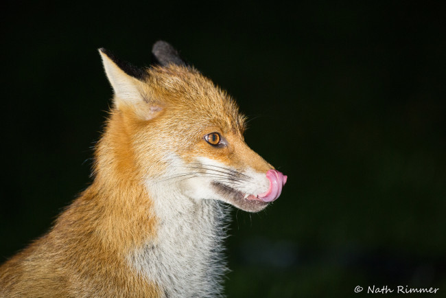 Обои картинки фото животные, лисы, лис