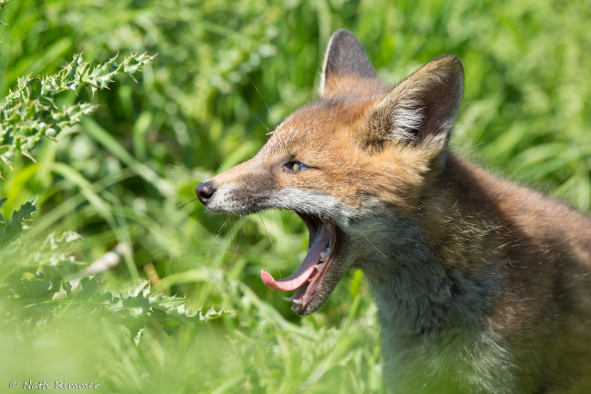 Обои картинки фото животные, лисы, лиса