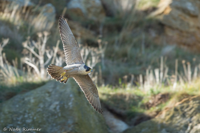 Обои картинки фото животные, птицы - хищники, птица