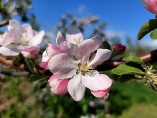 Картинка цветы цветущие+деревья+ +кустарники яблоня цветение весна 2022