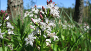 Картинка трилистник+водяной цветы цветок трилистник лес лето карелия июнь