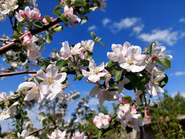 Обои картинки фото цветы, цветущие деревья ,  кустарники, яблоня, цветение, весна, 2022