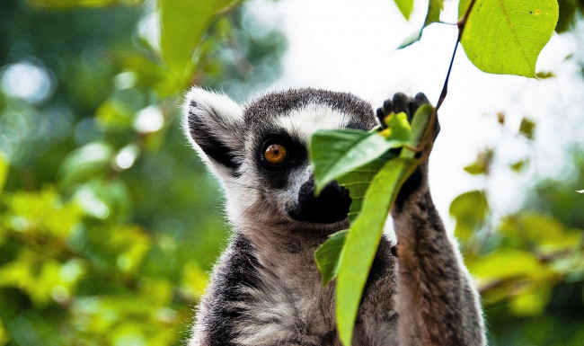 Обои картинки фото животные, лемуры, лемур, листья